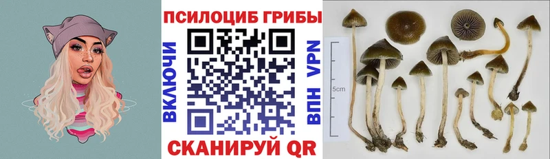 Псилоцибиновые грибы Magic Shrooms  Купить  Менделеевск 